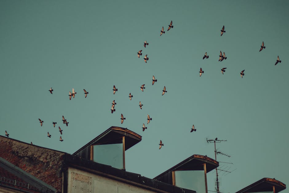 The Architecture of Migration: Lessons in Technical Evolution