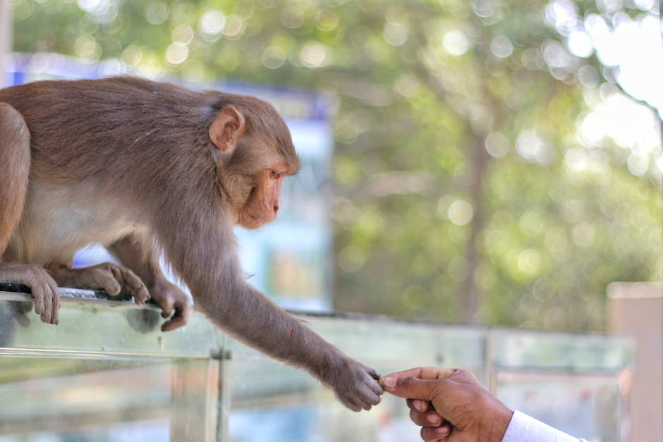 The Behavioral Shift: How Human Bias is Rewriting Scientific Discovery
