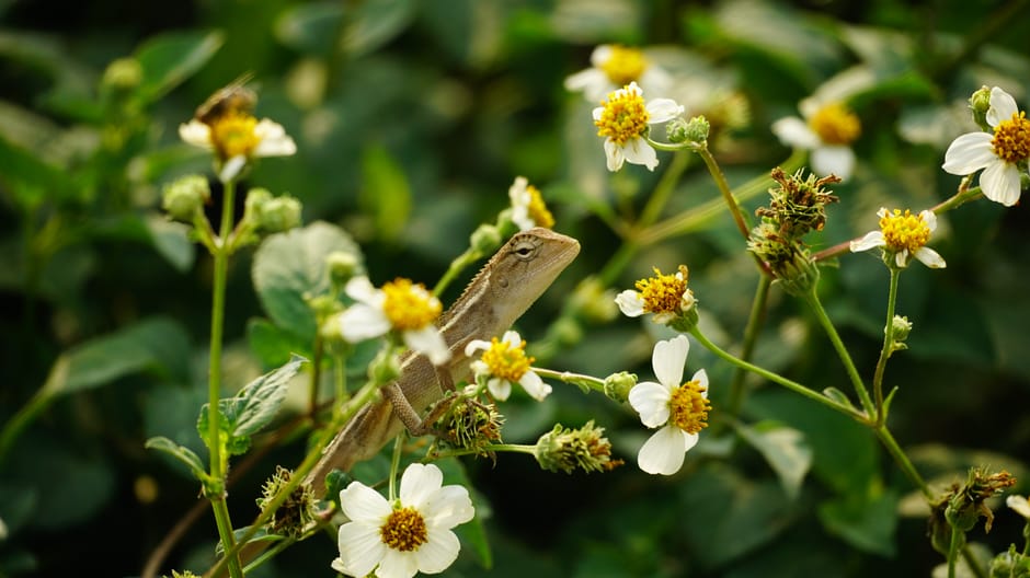 The Biodiversity Ledger: Ethical Imperatives in Financial Strategy