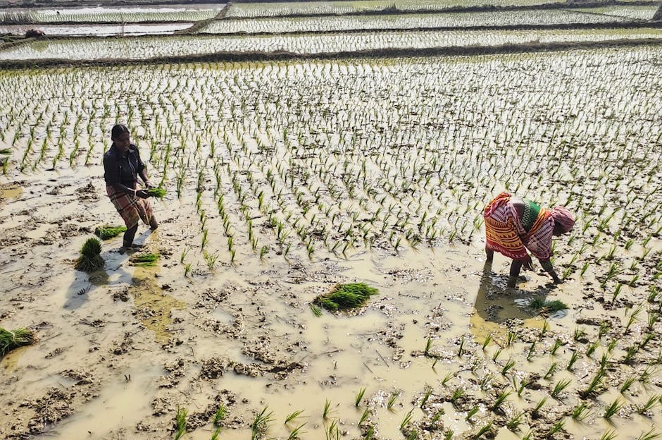The Economics of Food Security: Systems, Scarcity, and Strategy